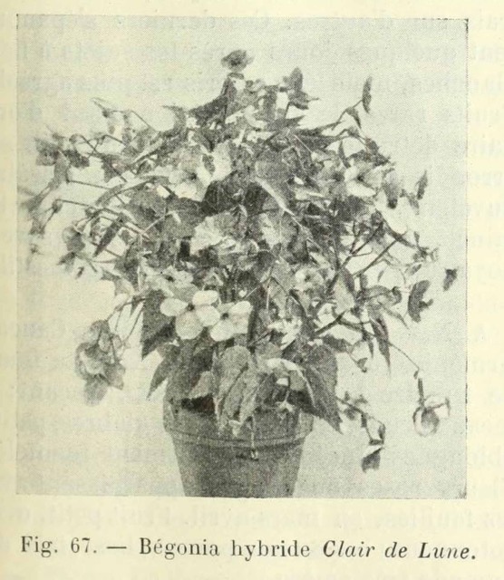 B. ‘Claire de Lune’